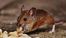 24 Hour & Emergency Exterminators in Matthews, NC